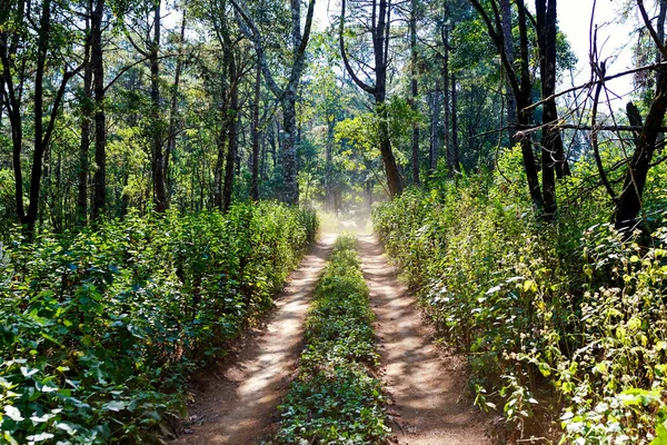 タイの森の中の旅路 — ストック写真