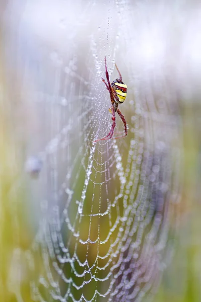 Spider in the nest with water droplets — Stock Photo, Image