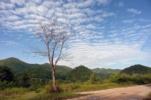 Vadide yapraksız ağaç