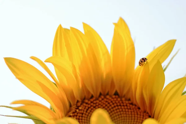 Ladybug on the sunflower — Stock Photo, Image