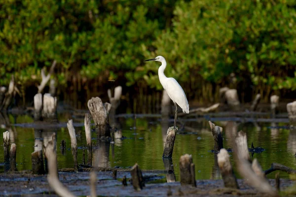 Oiseau aigrette dans la source d'eau naturelle — Photo