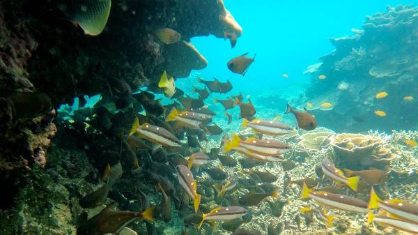 Podwodne wizerunek ryb morskich w Tajlandii — Zdjęcie stockowe