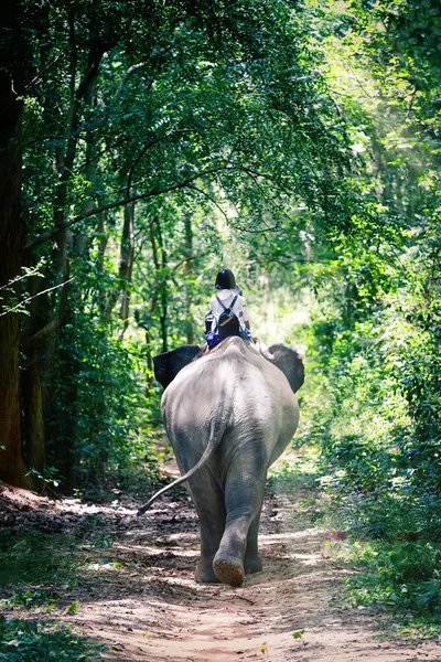 Elephants and students riding on the back of an elephant — Stock Photo, Image