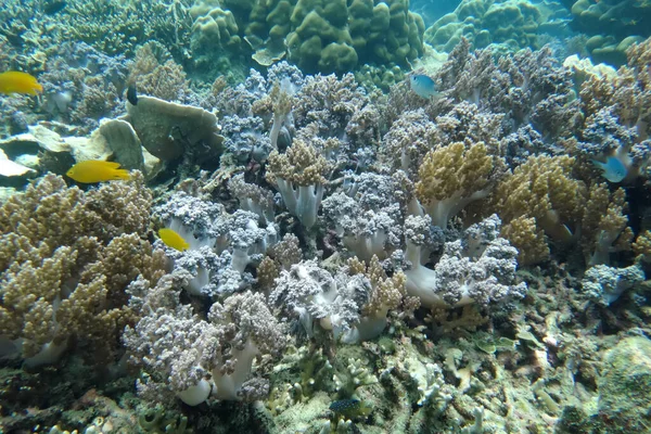 Staghorn Coral Під Морем Острові Янма — стокове фото