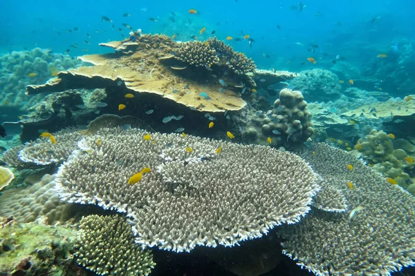 Staghorn Koralowiec Pod Morzem Wyspie Cockburn Myanmar — Zdjęcie stockowe