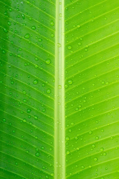 stock image Close up Banana leaves and water droplets