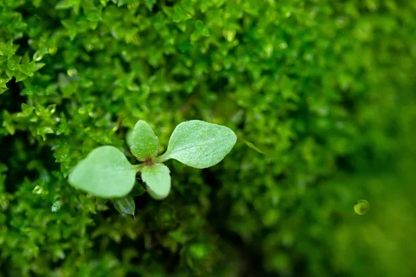 Cerca Pequeño Árbol Que Crece Musgo — Foto de Stock