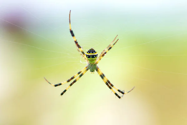 Nahaufnahme Grüne Spinne Mit Schwarzen Streifen — Stockfoto
