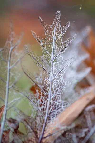 Close Colore Marrone Vecchie Foglie Felce — Foto Stock