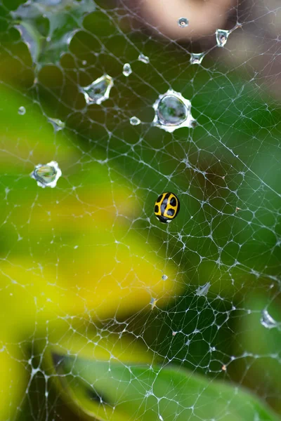 Feche Joaninha Amarela Uma Teia Aranha — Fotografia de Stock