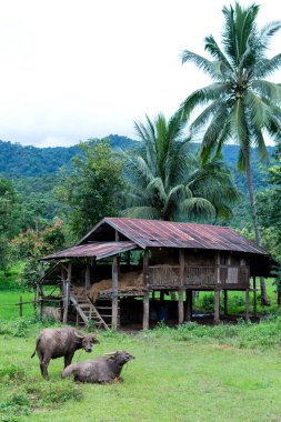 Baan Ja Bo Noodle Mae Hong Son Eyaleti