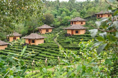 Ban Ruk Thai Mae Hong Son Çay Çiftliği