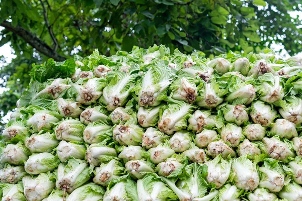 Ferme Chou Chinois Nord Thaïlande — Photo