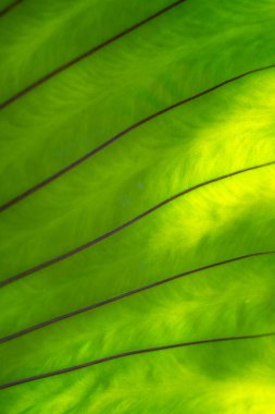 Yeşil arkaplanda yeşil eğrelti otu yaprağı dallarını kapat