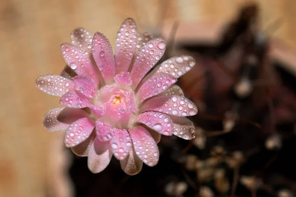 Närbild Eller Makro Rosa Blomma Kaktus — Stockfoto