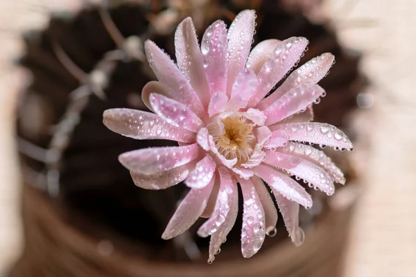 Närbild Eller Makro Rosa Blomma Kaktus — Stockfoto