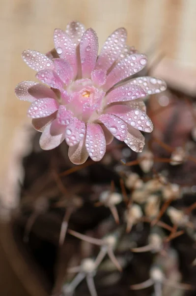 Nahaufnahme Oder Makro Kaktus Mit Rosa Blüten — Stockfoto