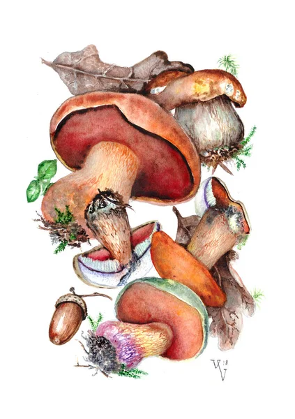 Dessin Aquarelle Champignons Frais Automne Trouvés Dans Forêt — Photo