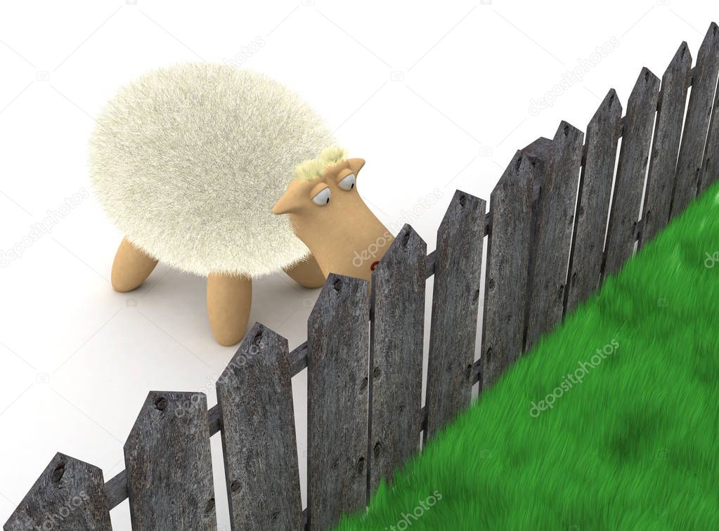 Sheep look at the grass