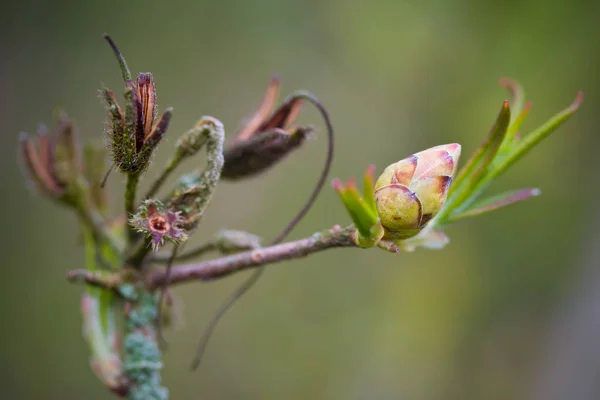 Closeup Rhododendron Blooming — Stock Photo, Image