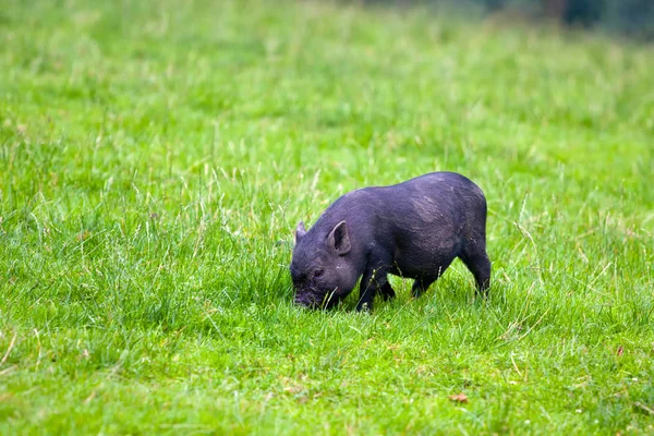 Petit Porcelet Noir Sur Une Herbe Verte — Photo