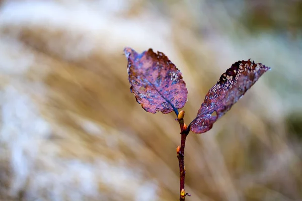 Closeup Dry Autumn Leaf — Stock Photo, Image