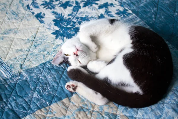 Sleeping Black White Domestic Cat — Stock Photo, Image