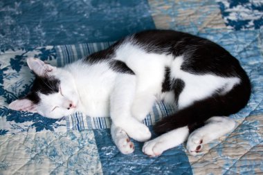 Mix doğurmak yerli kedi uyku