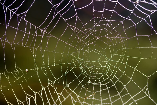 Closeup Wet Spiderweb — Stock Photo, Image