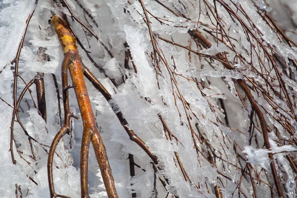 Gros Plan Branches Couvertes Glace — Photo