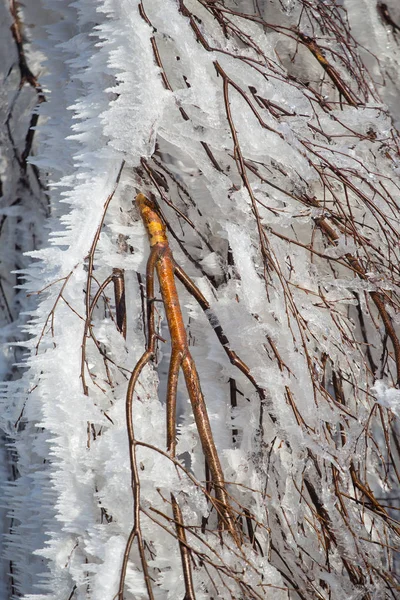 Gros Plan Branches Arbres Gelées — Photo