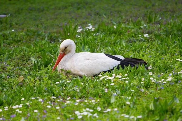 Stork Sitting Grass — Stock Photo, Image