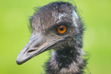 Devekuşu portre yeşil bir arka plan üzerinde