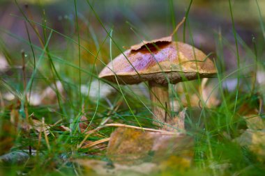 Bir yabani mantar closeup