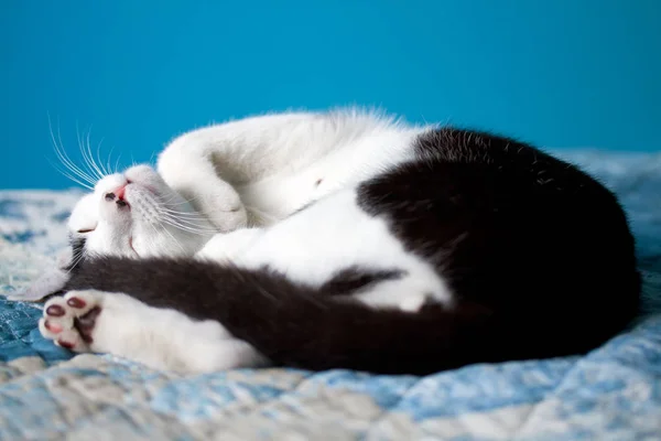 Sleeping Domestic White Black Cat — Stock Photo, Image