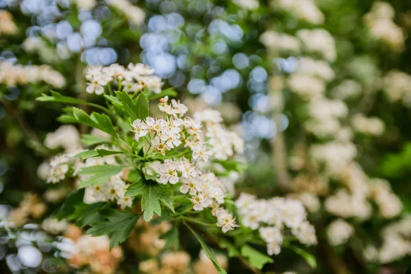 Bokeh ile beyaz çiçek şube