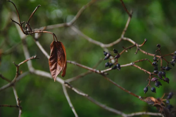 Сухой Осенний Лист Ветке Черными Сухими Ягодами — стоковое фото