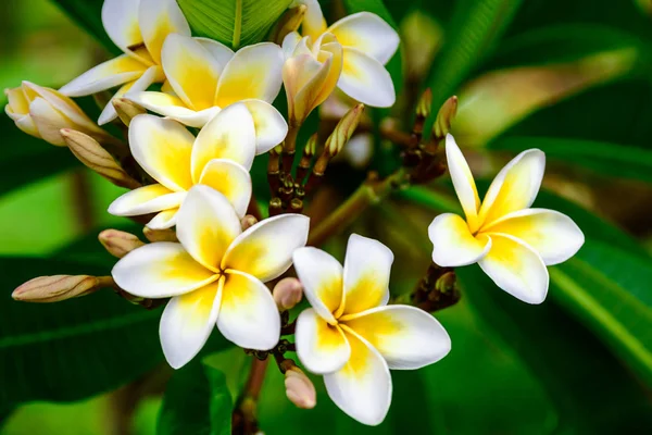 Foto Flores Blancas Amarillas Plumeria —  Fotos de Stock