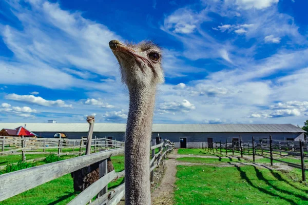 Ostrich Farm Green Grass Blue Sky Looking Fence — Stock Photo, Image