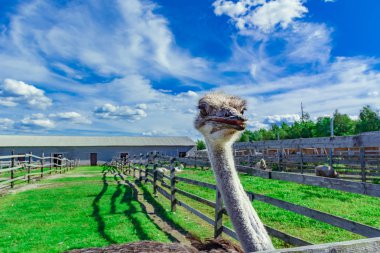 Devekuşu yeşil çim ve tellerin arkasından bakarak mavi gökyüzü ile bir gruptaki