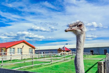 Devekuşu yeşil çim ve tellerin arkasından bakarak mavi gökyüzü ile bir gruptaki