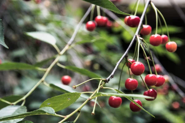 Třešně Zahradě Červené Bobule Zelené Listy — Stock fotografie