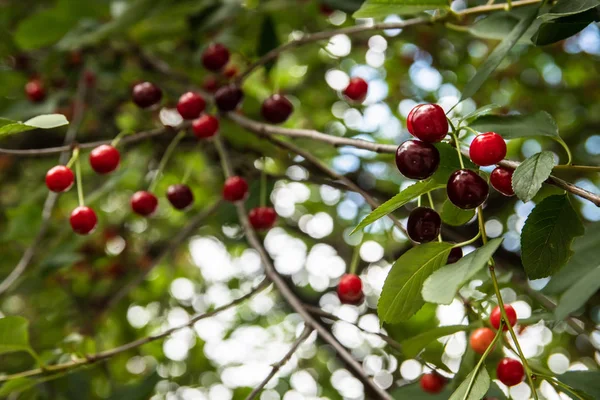 Třešně Zahradě Červené Bobule Zelené Listy — Stock fotografie