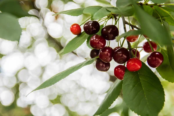 Kirsche Garten Rote Beeren Auf Grünen Blättern — Stockfoto