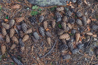 Çam kozalakları ormanda düz backgrouns