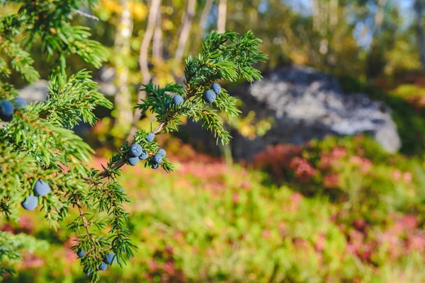 Zelený Jalovec Plody Lese Severní Finsko — Stock fotografie