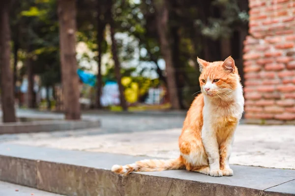 Evet Sokak Kırmızı Evsiz Kedi Manastırın Bahçesinde — Stok fotoğraf