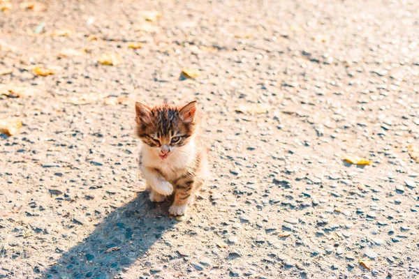 Eenzame Daklozen Ziek Ongelukkige Kleine Kitten Straat — Stockfoto