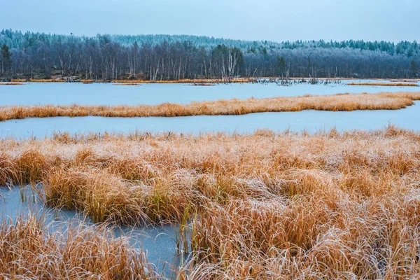 Donmuş Gölün Kuru Sarı Ağaç Görünümünü Bir Arka Plan Üzerinde — Stok fotoğraf