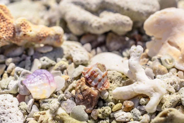 Macro Patroon Van Stukjes Van Schelpen Koralen Het Strand — Stockfoto